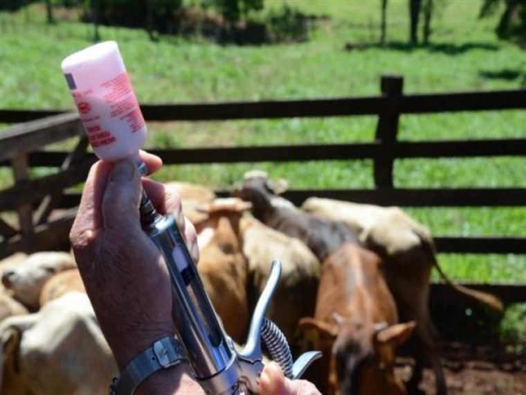 Município de Nova Laranjeiras se prepara para a terceira etapa da campanha de vacinação contra brucelose